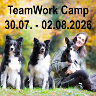 🐾 TeamWork Camp 2026 🐾