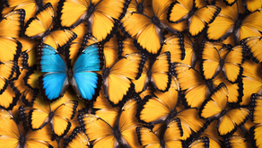 a blue butterfly standing out in a sea of yellow butterflies