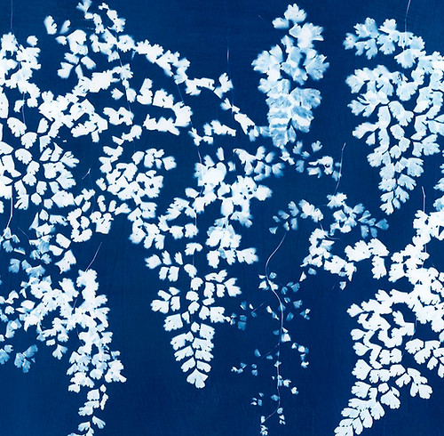 Maiden Fern_edited.jpg