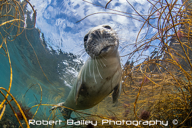 Robert Bailey_Grey Seal_Scilly Isles2 co