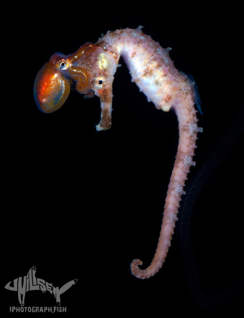 hippocampus and octo remastered small wa