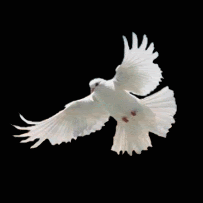 dove.gif