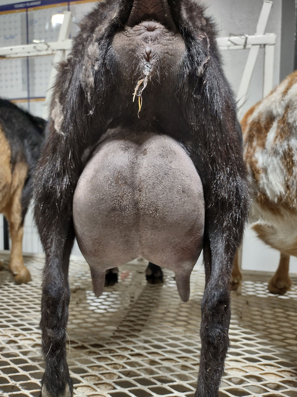 2F Udder
