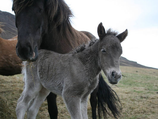 The foal season has begun!