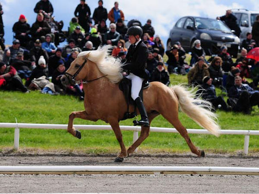 The stallions we used, summer 2017!