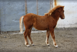 rúbín 5