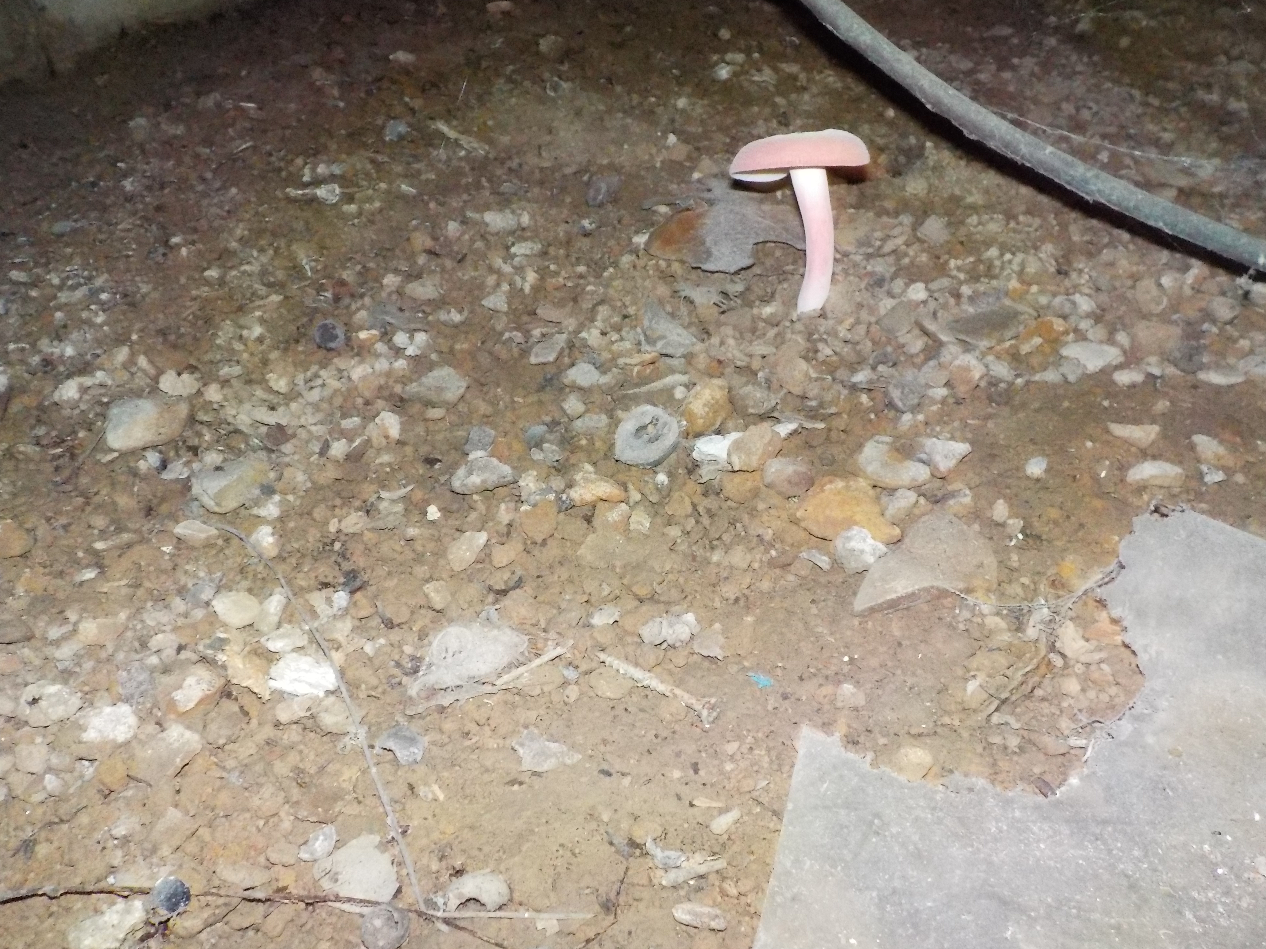 Hoover crawlspace inspection