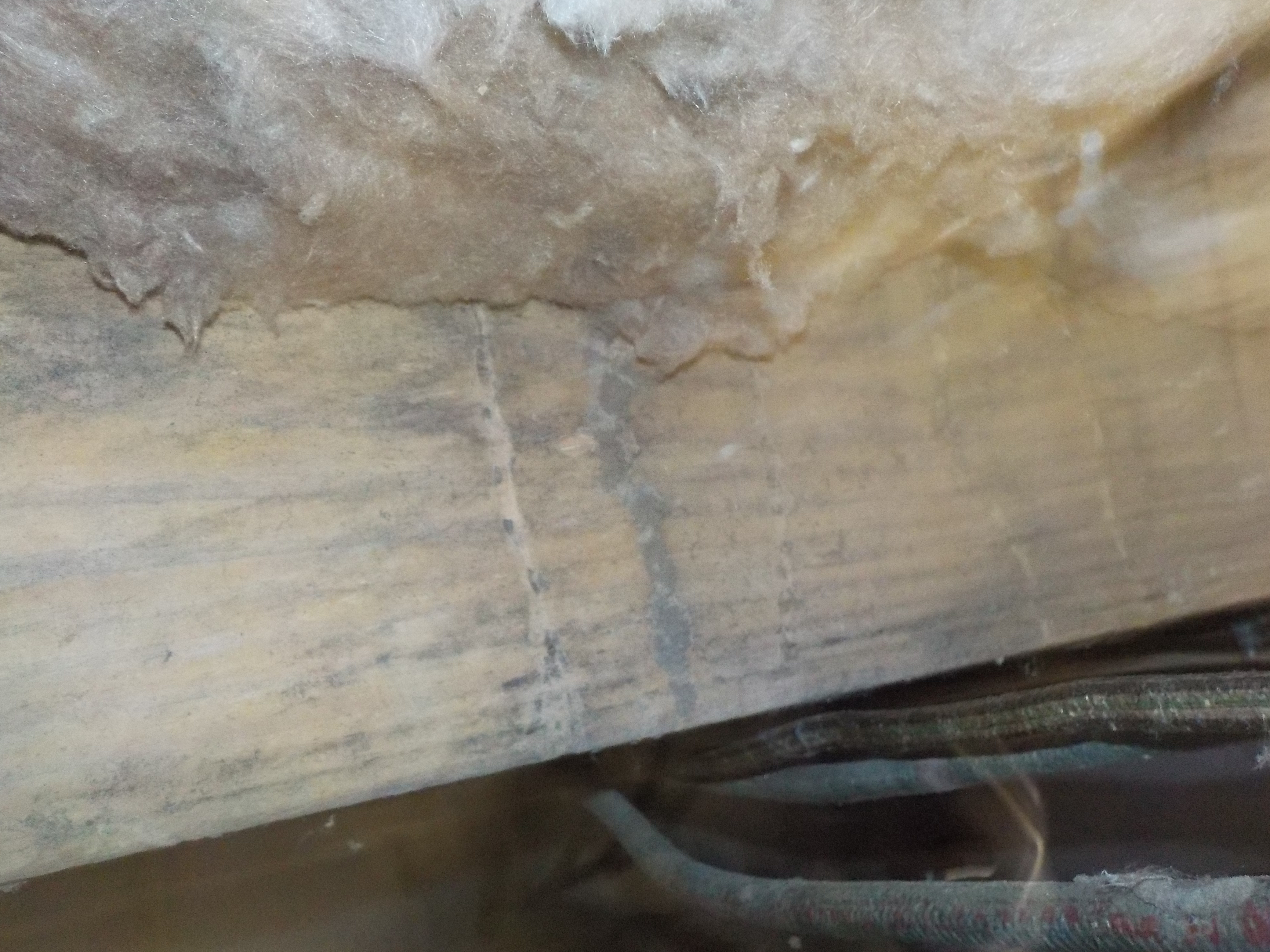 Evidence of termites