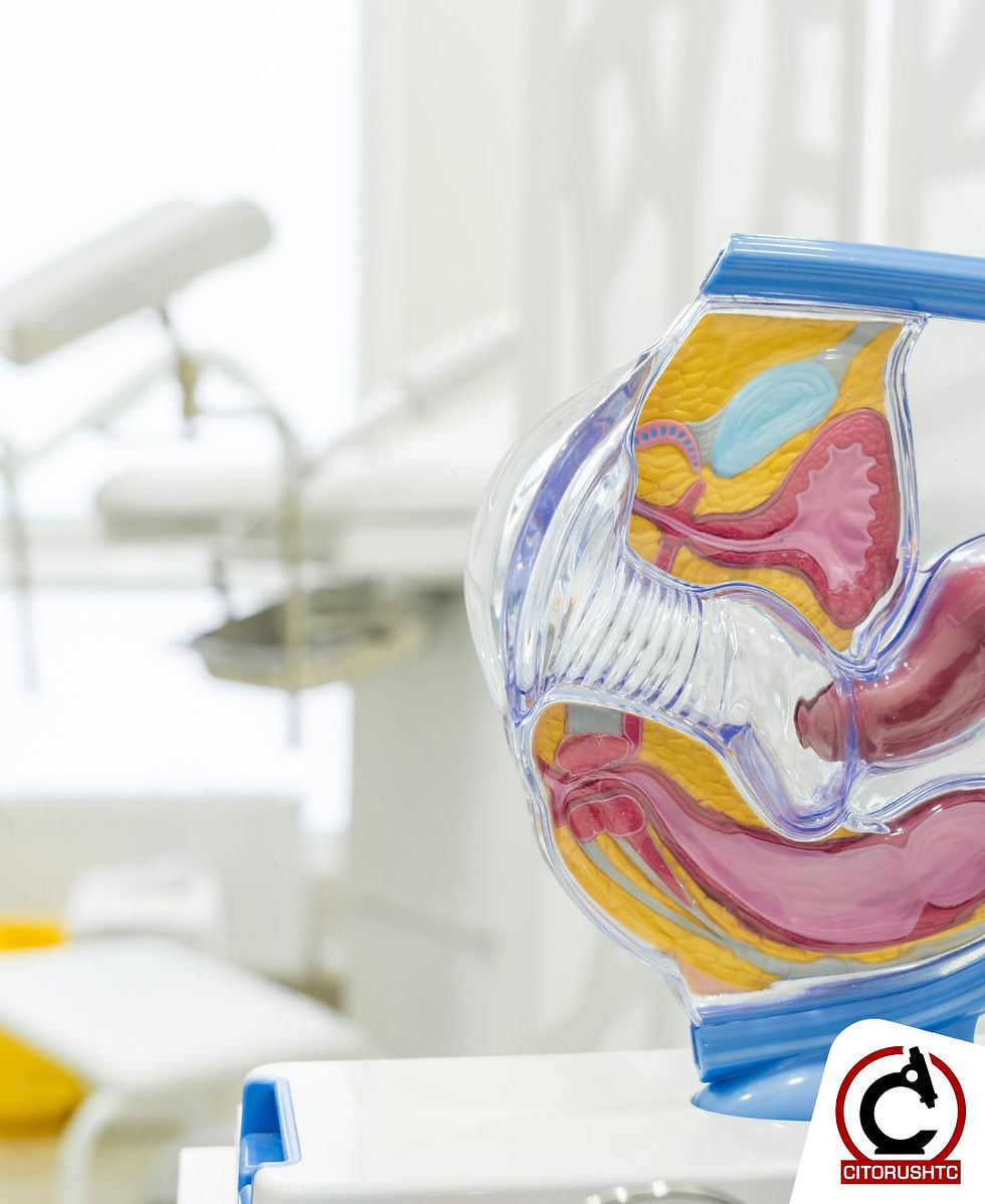 aparato genital femenino