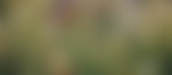 Bear Wrongs Patiently