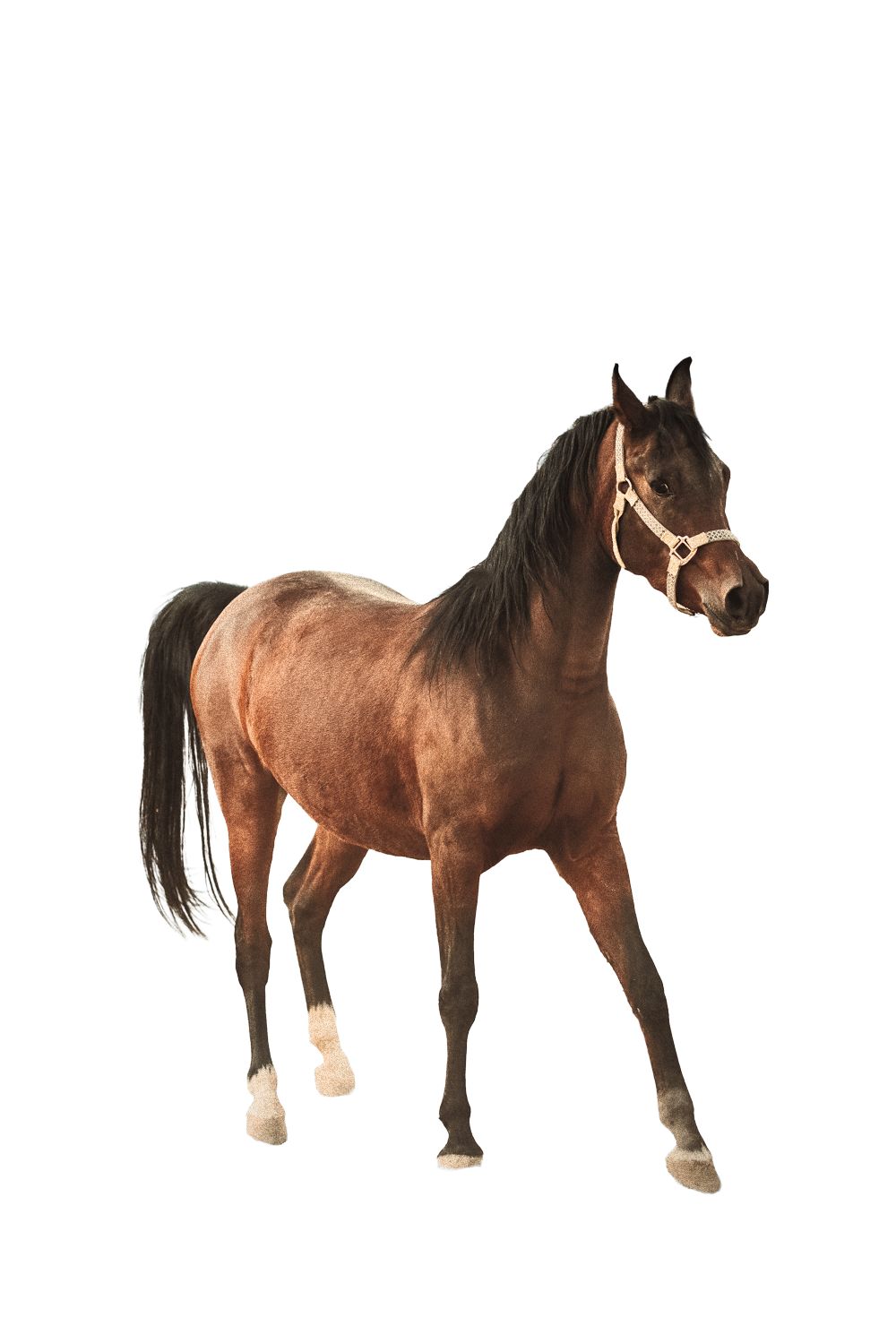 horse-clipped1_edited.png
