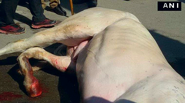 Fig 2. Shaktiman, after his left leg was fractured. (Source: "Maneka Gandhi demands BJP MLA’s expulsion for attack on horse." Indian Express. March 17, 2016 12:28 am. )