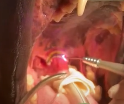 SXPictureSoftPalate3-409x336x0x15x409x307x1676549358.png