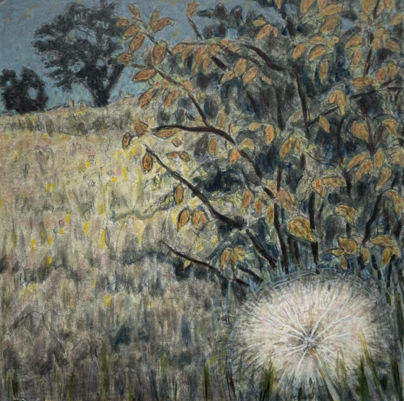 Salsify Bloom in Meadow, Watercolor, 2023