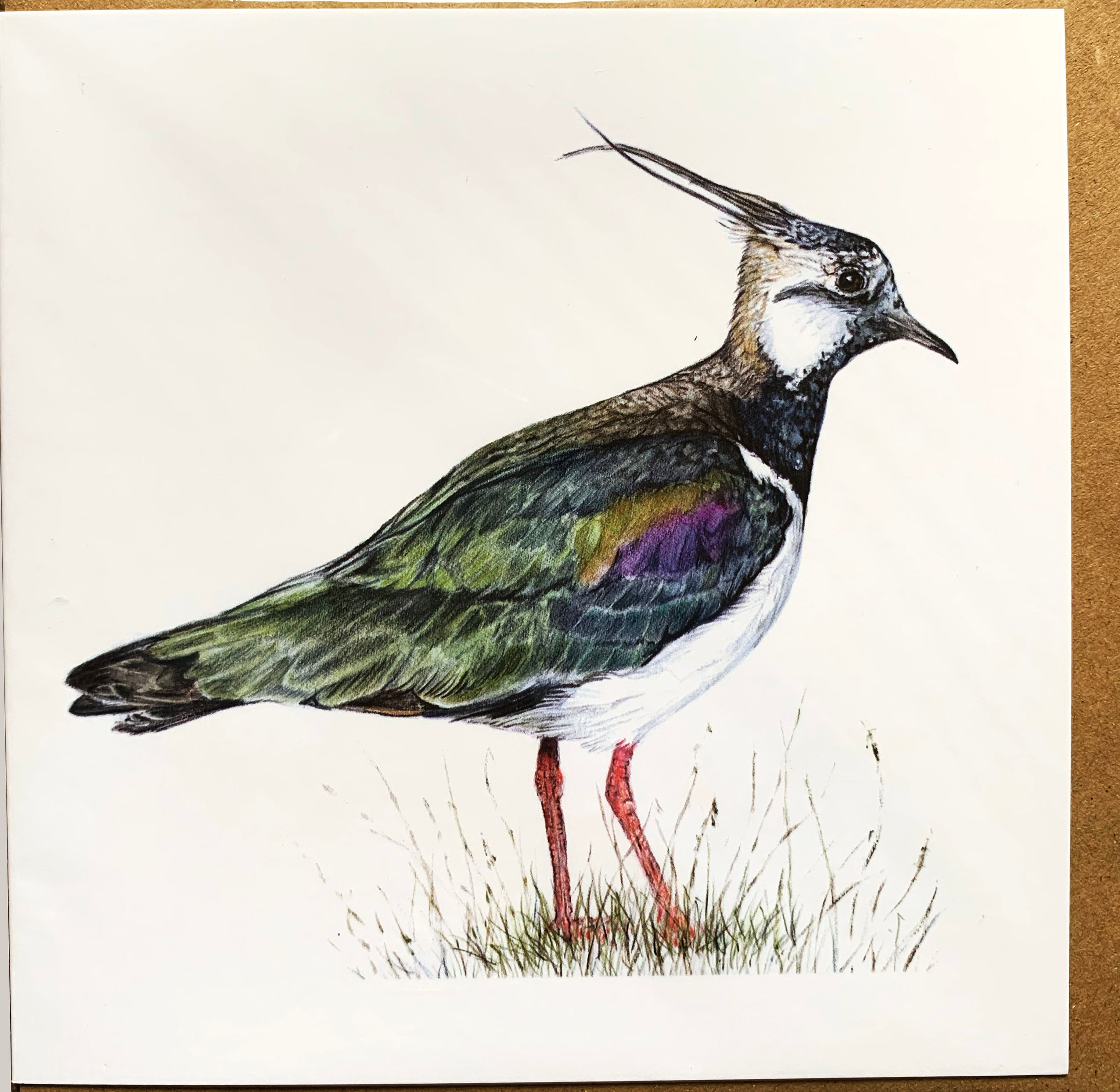 Lapwing Greeting Card