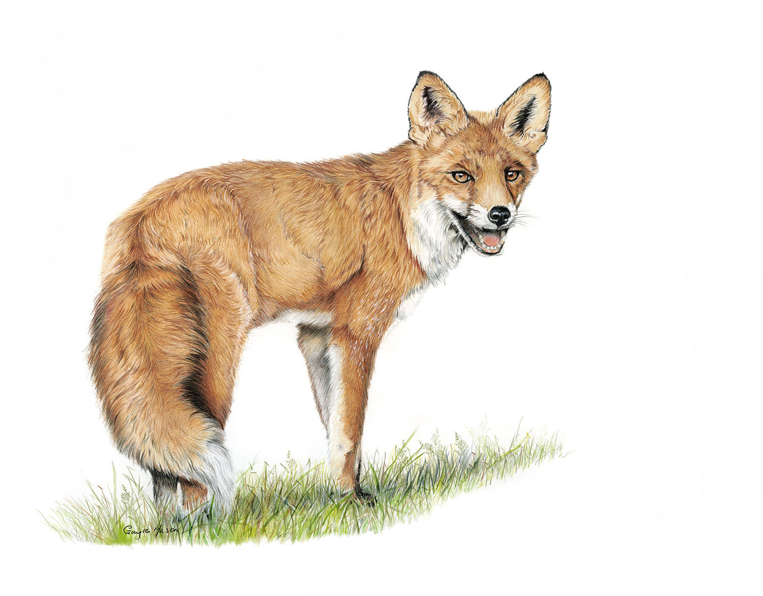 'Morning Stroll' Red Fox