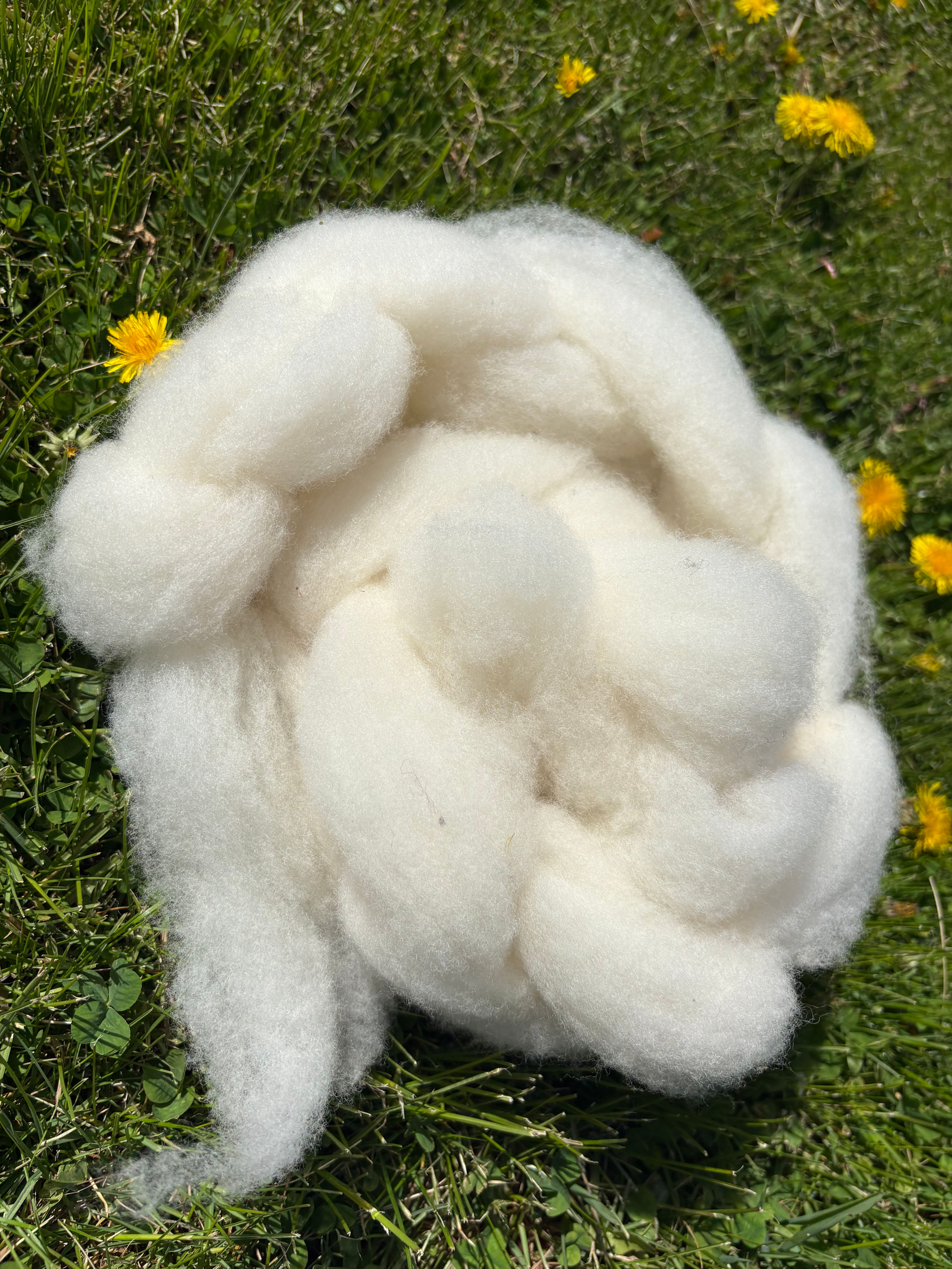 Merino Romney X