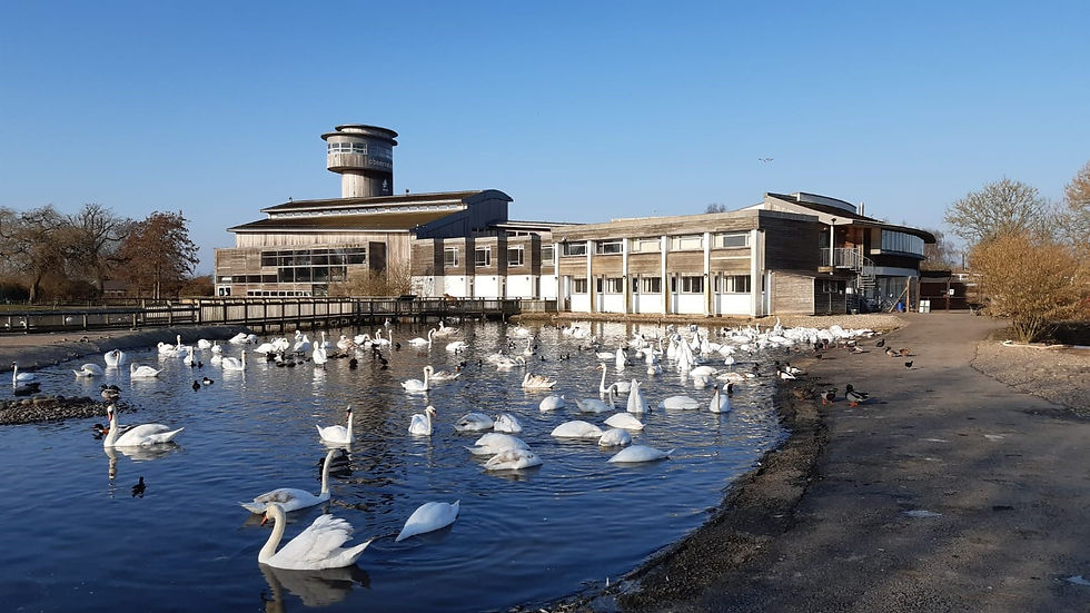 family days out in slimbridge wetland centre