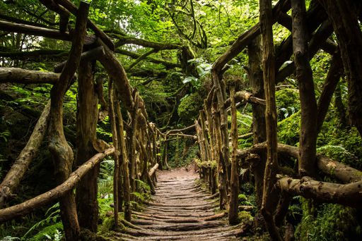 family days out in forest of dean