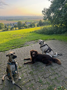 IMG_1869.jpeg