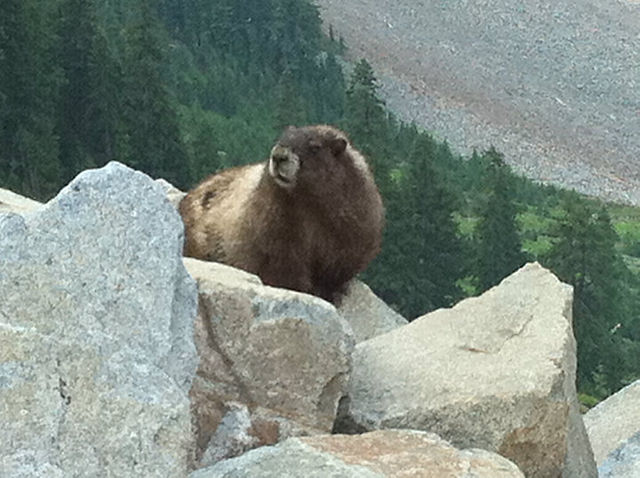Marmot