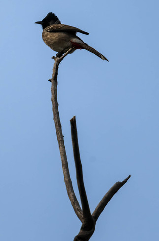 Red-vented Bulbul