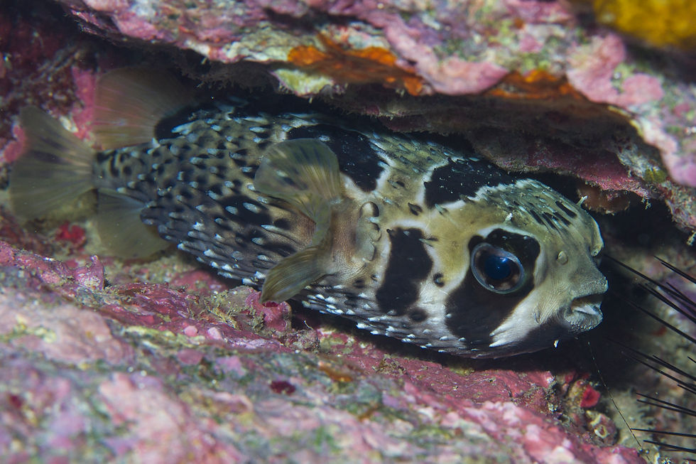 ヒトヅラハリセンボン
