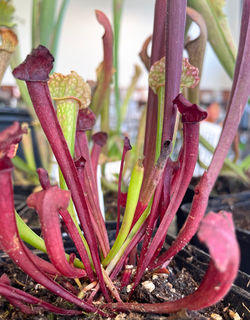 redpitcher
