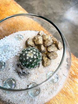 cactiplanter