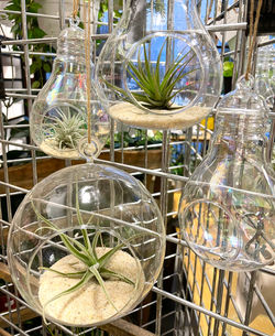 hangingairplants