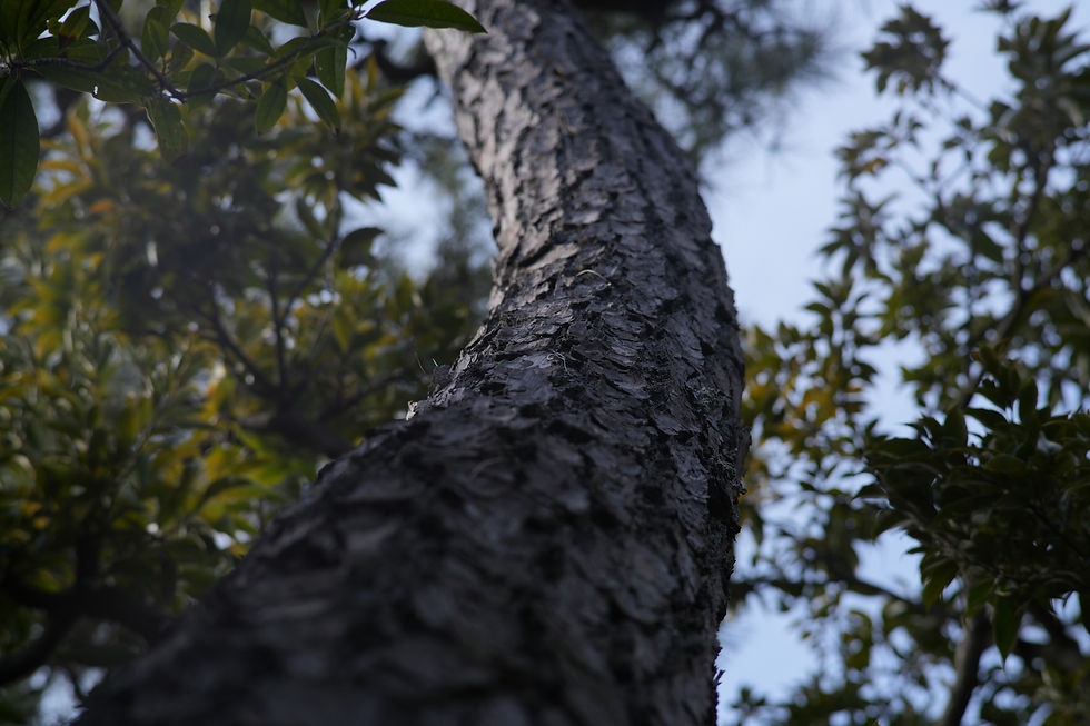 SONY a7CR +MicroPrime Cine 75mm | 絞り:T5.6