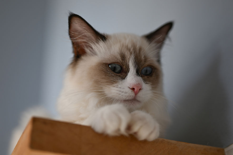猫の瞳にピントを合わせたクローズアップ写真。影を強調したハイコントラストな写真