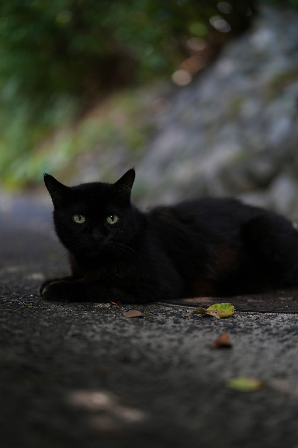 SONY FE 50mm F1.4 GM AF性能作例 路地裏の黒猫を動物瞳AFで撮影