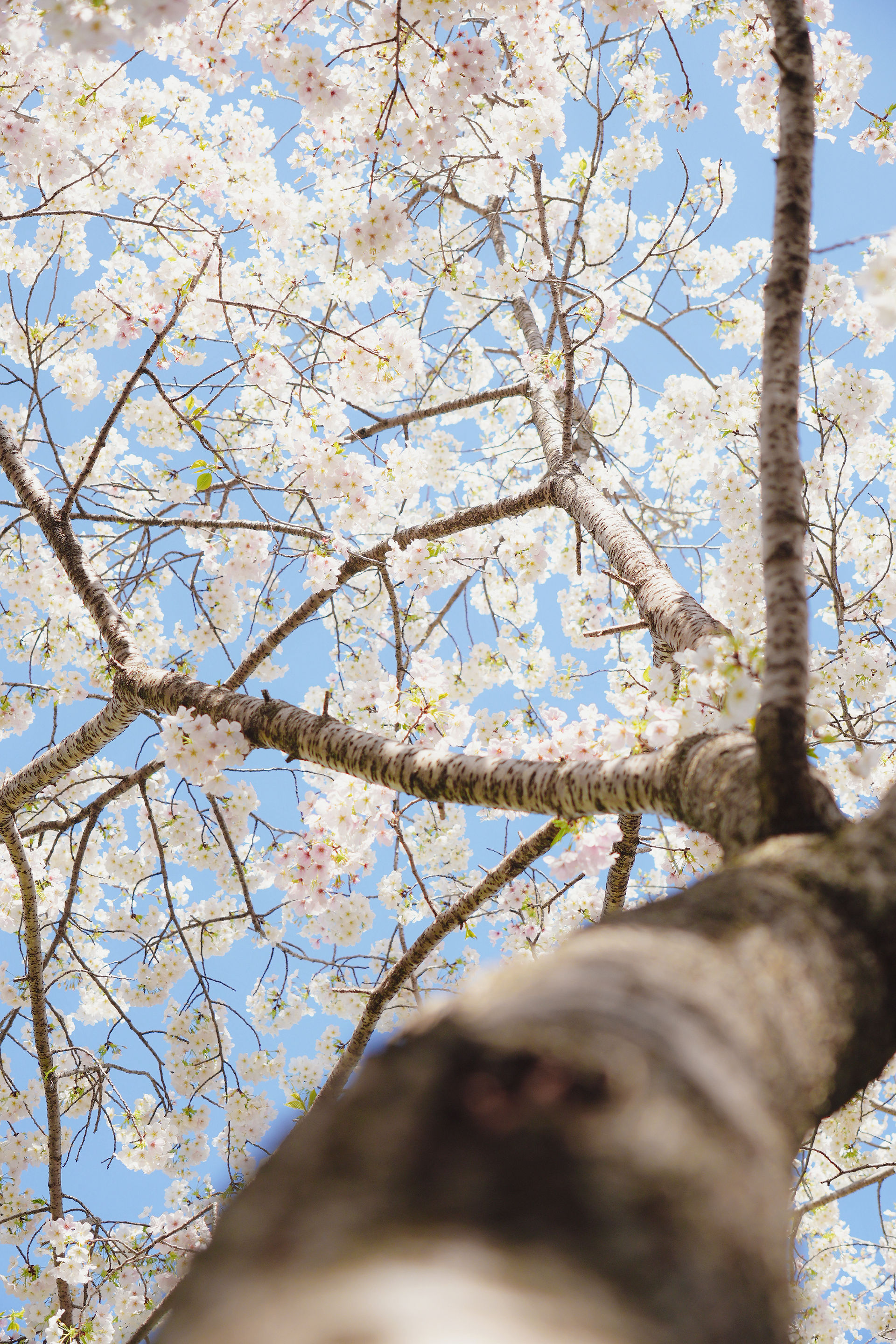 桜の写真