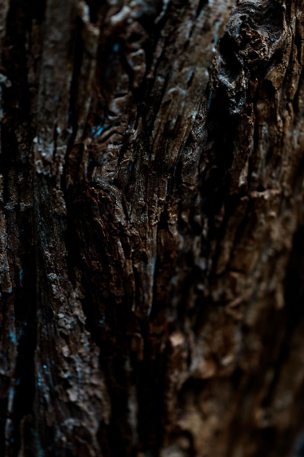 SONY RX1R IIIのマクロ切り替えで撮影した木の質感。最短撮影距離20cmの描写