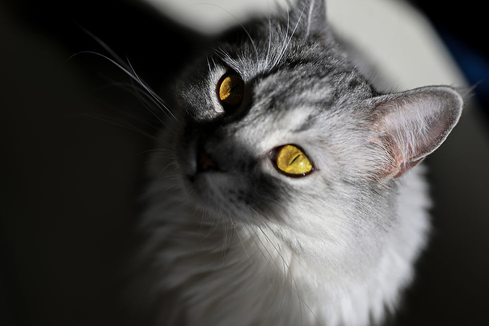 猫の瞳にピントを合わせたクローズアップ写真。影を強調したハイコントラストな写真
