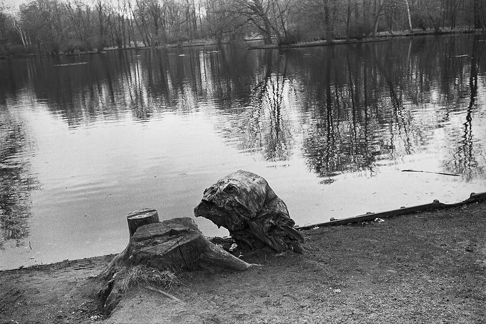 Tree Stump - West Berlin (DDR) April '84