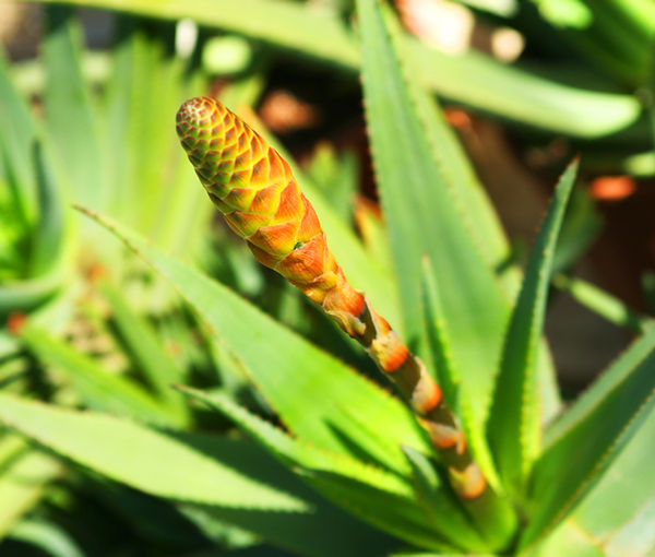 Succulent Flower Bud