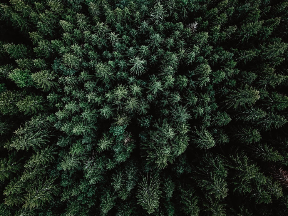 _00650-2.jpeg