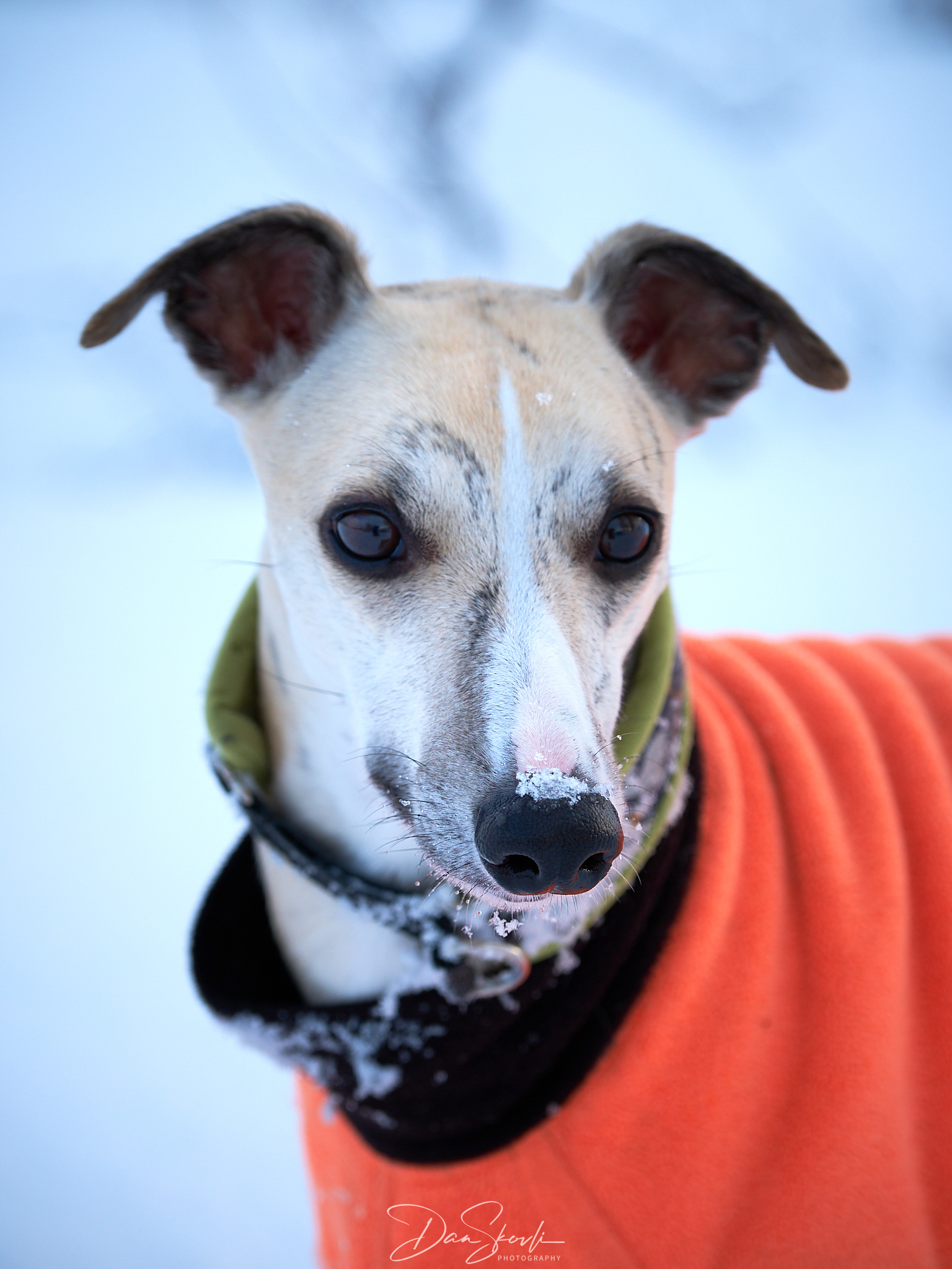 Forfatterens bilde: Dan & Scott