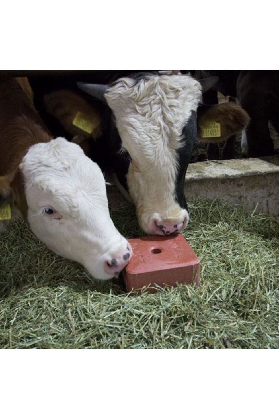Küçük resim: Mineral Block 3 Kg - Tüm Hayvanlar Için Yalama Taşı (8 Adet)