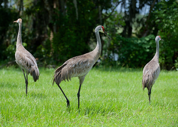 sandhill crane (Antigone canadensis)