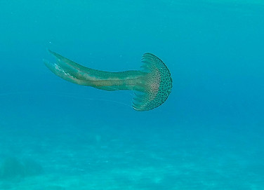Mauve stinger - Pelagia noctiluca