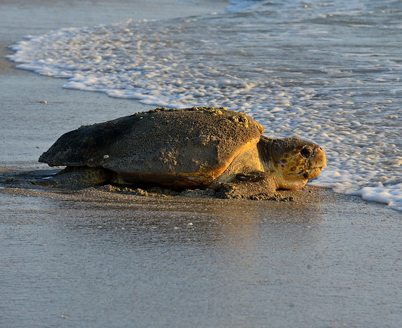 loggerhead sea turtle (Caretta caretta)