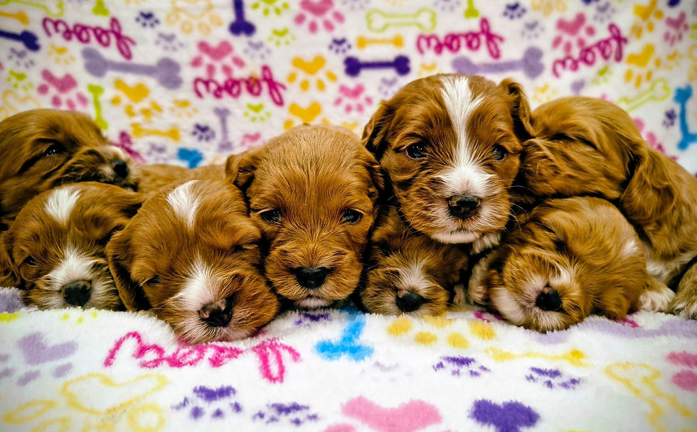 raised-right-puppies6