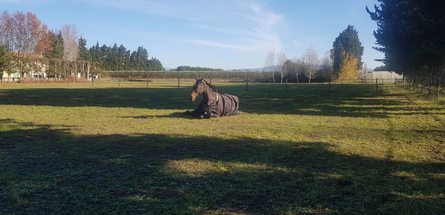 Repos dans le pré