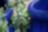 Cool Blues.jpg