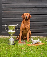 A photograph of a field trial winning fox red labrador available for stud in suffolk, surrounded by three event trophies