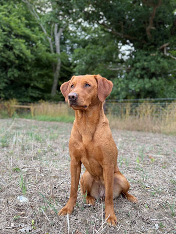One of the stunning fox red labradors used for dog breeding at Kanzanglaze Labradors
