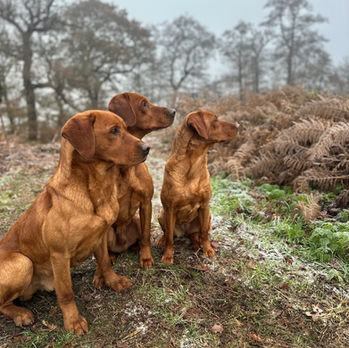 Three of the stunning fox red labradors used for dog breeding at Kanzanglaze Labradors sat in a Suffolk field